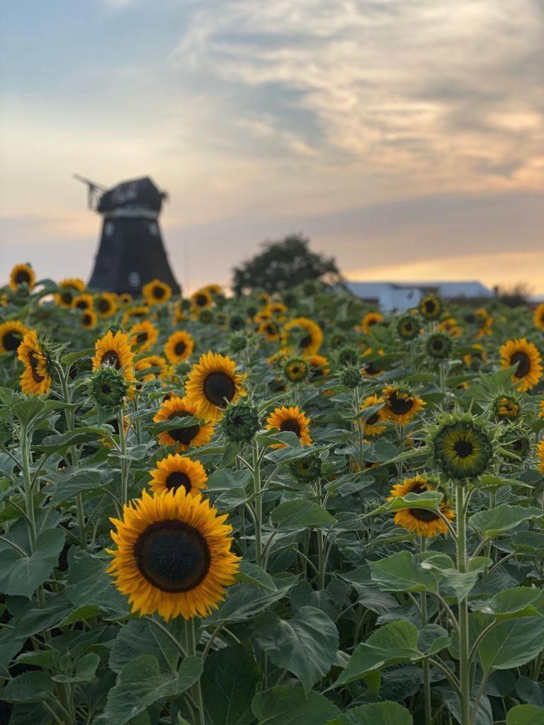 Ferienwohnung-Wildblume Petersdorf auf Fehmarn Εξωτερικό φωτογραφία